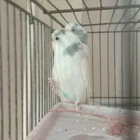 واگذاری هرنوع پرنده را قبول میکنم