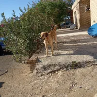 فروش سگ نژاد دار