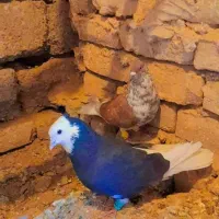 کفترسوسکی وکچکلک