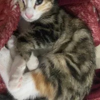 گربه dsh|گربه|هشتگرد, شهرک صبا سوله|دیوار