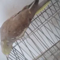 عروس هلندی دستی|پرنده|رباطکریم, شترخوار|دیوار