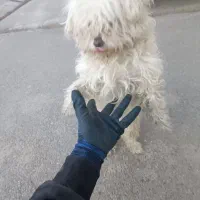 سگ اشپیتز نر شناسنامه دار|سگ|تبریز, |دیوار