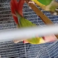 عروس هلندی فنچ قناری کبوتر کتوله قفس وسایل