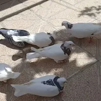کبوتر