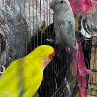 جفت طوطی برزیلی رنگ خاص با لوازم کامل