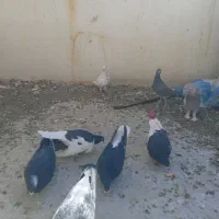 کفتر کبوتر|پرنده|شیراز, ویلاشهر|دیوار