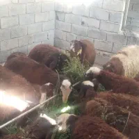 بره
