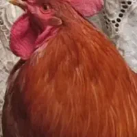 خروس
