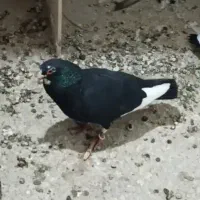دو جفت پلنگ بدون عیب مفت
