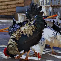 خروس بالغ گلین اصیل لری