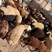 کاور 65 راس 5 راس ماده