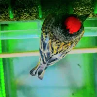 سهره قناری گلبسر