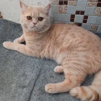 گربه بریتیش نر