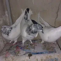 ۳ عدد کله  دم سبز