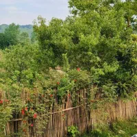 اجاره روزانه و ماهانه ویلا سنتی با ویوه کوه و جنگل