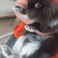 خرگوش لپ خانگی