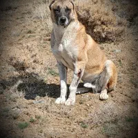 سگ‌ سرابی‌‌|سگ|شادیان, |دیوار