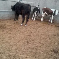 گوساله|حیوانات مزرعه|بوئین زهرا, |دیوار