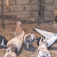 کفتر رنگی|پرنده|بشاریات, |دیوار