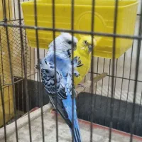 مرغ عشق پروانه ای مولد با۴جوجه