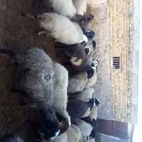 میش و بره|حیوانات مزرعه|بوئین زهرا, |دیوار