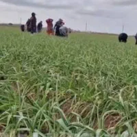 سرکارگر هستم با 25الی 30نفر