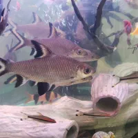 سیلور شارک و فیلتر سطلی و گلس فیش