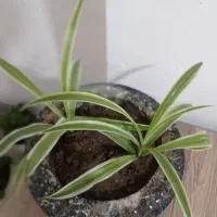 گل گندمی همراه گلدان|گل و گیاه طبیعی|پیرانشهر, |دیوار