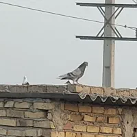 کفترنرپیس دم سفید کاکلی|پرنده|محمدشهر, محمدشهر|دیوار