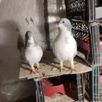 بدرنگ کبوتر