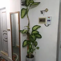 گل قدبلند دیفین طبیعی
