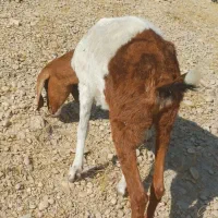 بز یا کهره|حیوانات مزرعه|خورموج, |دیوار