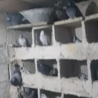 کفتر یا همون کبوتر