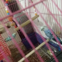 مرغ عشق جفت سالم و سرحال