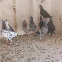 کفتر پلاکی