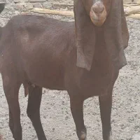 بز مری سیستانی