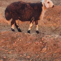 قوچ|حیوانات مزرعه|جلگه رخ, |دیوار