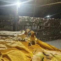 کبوتر|پرنده|زابل, |دیوار