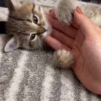 واگذاری گربه