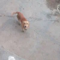 سگ پا کوتا