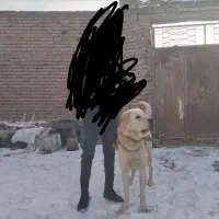 سگ پژدر معاوضه باتوله عراقی یاسرابی خوب