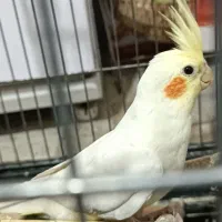 عروس هلندی|پرنده|گلستان (تهران), |دیوار