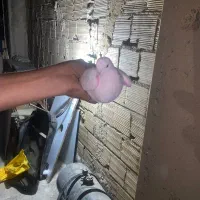 کفتر سفید مهر و خال زرد سوسکی