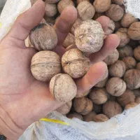 گردو پوست کاغذی امساله|خوردنی و آشامیدنی|بابل, |دیوار