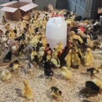 جوجه اردک|حیوانات مزرعه|مشهد, مشکینی (شهرک غرب)|دیوار