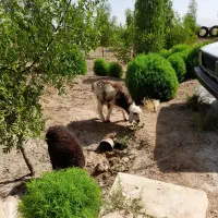 بره ماده