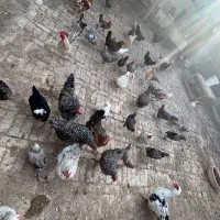 مرغ و کبوتر|پرنده|جم, |دیوار