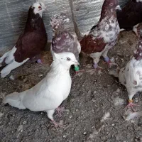 کبوتر کمیجان|پرنده|اراک, |دیوار