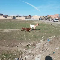 بز با بزغاله های نر ماده