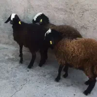 بره نر و ماده شال اصیل|حیوانات مزرعه|مهریز, |دیوار